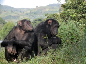 Congo now, right, with pal Kamituga in the new chimp forest